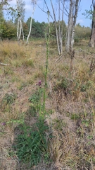 Cirsium palustre