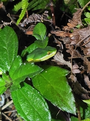Trimeresurus albolabris
