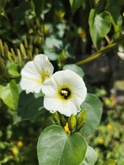 Ipomoea corymbosa