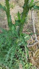 Cirsium palustre
