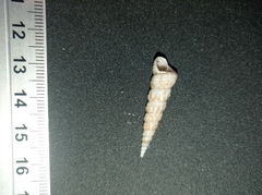 Turritella