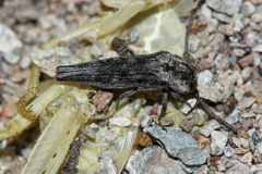 Agrilus cavifrons