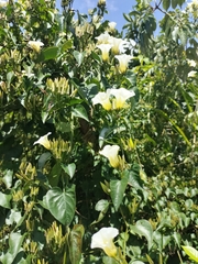 Ipomoea corymbosa