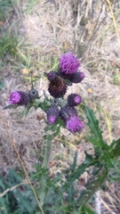 Cirsium palustre