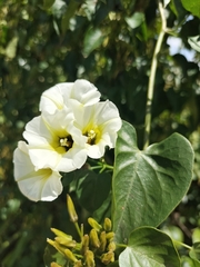 Ipomoea corymbosa