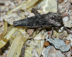 Agrilus cavifrons
