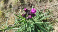 Cirsium palustre