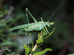 Insara elegans