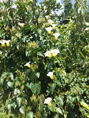 Ipomoea corymbosa