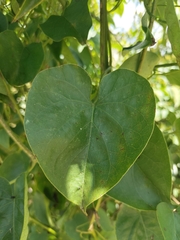 Ipomoea corymbosa