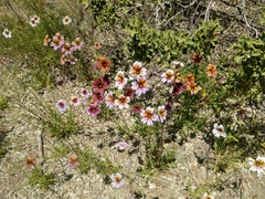 Salpiglossis sinuata