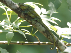 Calumma crypticum