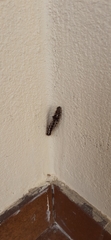 Acronicta rumicis