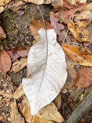 Magnolia