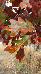 Quercus alba