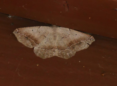 Prochoerodes forficaria