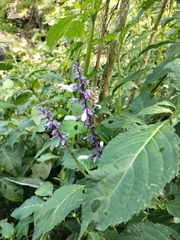 Salvia divinorum