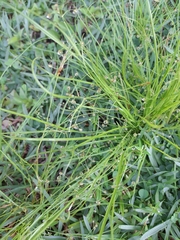 Isolepis