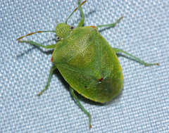 Thyanta custator accerra