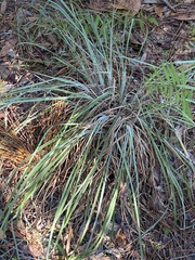 Andropogon cretaceus