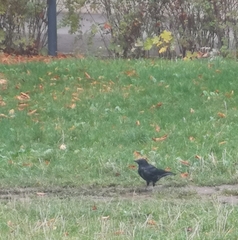 Corvus cornix × corone