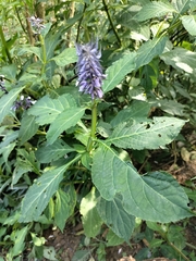 Salvia divinorum