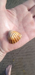 Cardiidae