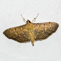 Herpetogrammatini