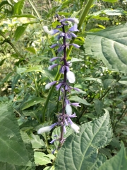 Salvia divinorum