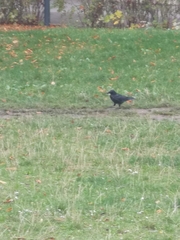 Corvus cornix × corone