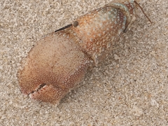 Pagurus pollicaris