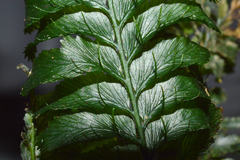 Trichomanes javanicum