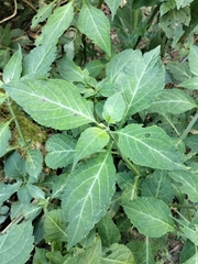 Salvia divinorum