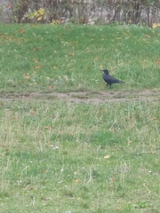 Corvus cornix × corone