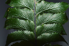 Trichomanes javanicum