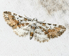 Eupithecia lactibasis