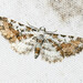 Eupithecia lactibasis - Photo (c) Bon Pradhan, some rights reserved (CC BY-NC), uploaded by Bon Pradhan