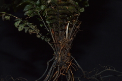 Trichomanes javanicum