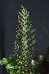 Trichomanes javanicum