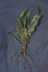 Trichomanes javanicum