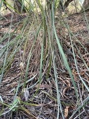 Andropogon cretaceus