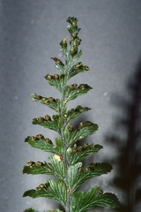 Trichomanes javanicum