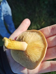 Tricholoma fulvum