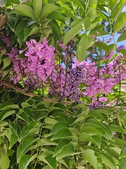 Lonchocarpus