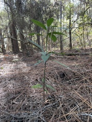 Persea borbonia