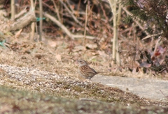 Prunella modularis modularis