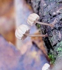 Mycena corticola