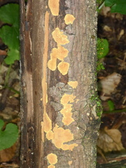 Peniophora incarnata