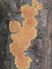 Peniophora incarnata