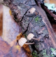 Mycena corticola